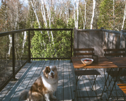 Mashk_Été_Terrasse_repas_Chien (Chloée Ferrari)