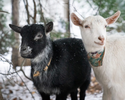 chèvres bébé hiver