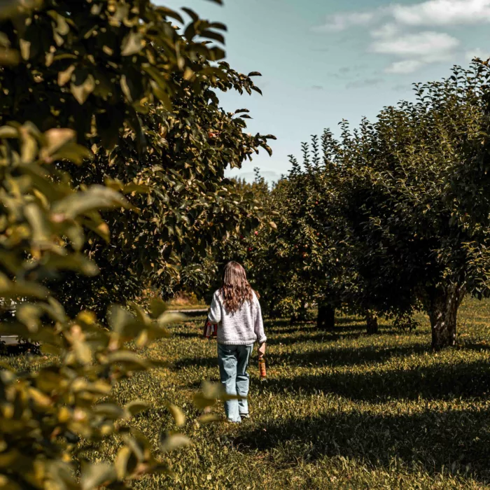 autocueillette de pommes à la Cidrerie et Vergers Pedneault, Isle-aux-Coudres 